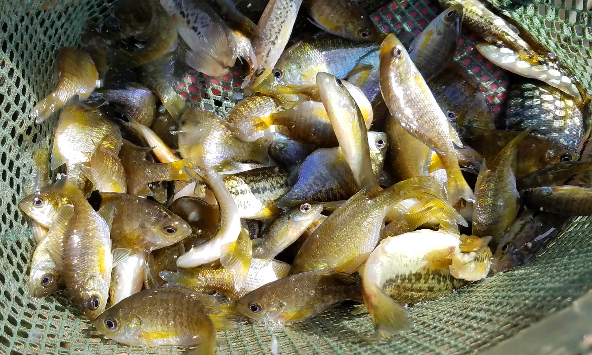 Bass and Bluegills for stocking