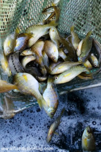 largemouth bass and panfish for stocking ponds